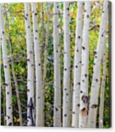 White Bark Golden Forest Acrylic Print