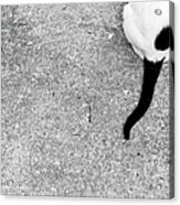 White Cat Black Tail Acrylic Print