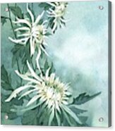White Chrysanthemums Flowers Acrylic Print