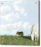 White Cow With Calf Acrylic Print