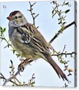 White-crowned Sparrow On Creosote Acrylic Print