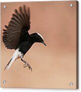 White Crowned Wheatear Acrylic Print