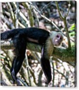 White Headed Capuchin Monkey Resting Acrylic Print