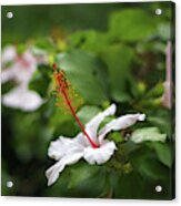 White Hibiscus Flower Acrylic Print