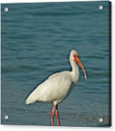 White Ibis Acrylic Print