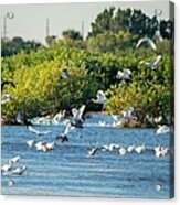 White Ibis Flock - Merritt Island Acrylic Print