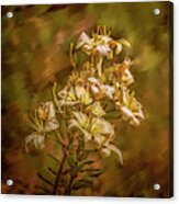 White Lilies Aug- Acrylic Print