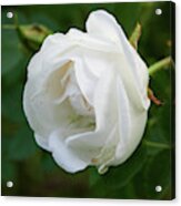 White Midsummer Rose 1 Acrylic Print