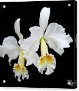 White Orchid Duo Acrylic Print