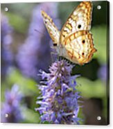 White Peacock Butterfly Acrylic Print
