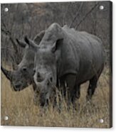 White Rhino Pair Acrylic Print