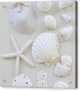 White Shells Acrylic Print