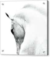 White Stallion Andalusian Horse Neck Acrylic Print