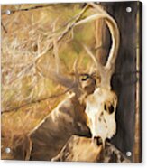 White-tail Deer 011 Acrylic Print