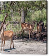 White Tail Deer In Wild Near Pond Acrylic Print