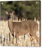 White-tailed Deer 2019-1 Acrylic Print