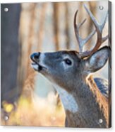 White-tailed Deer In Rut Acrylic Print