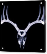 White-tailed Deer X-ray 007 Acrylic Print