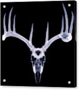White-tailed Deer X-ray 013 Acrylic Print