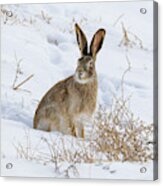 White Tailed Jackrabbit In The Snow Acrylic Print