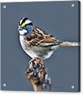 White-throated Sparrow Acrylic Print