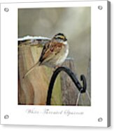 White Throated Sparrow Acrylic Print