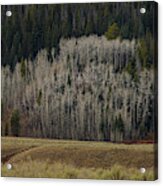 White Aspen Trees, Wyoming Acrylic Print