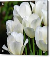White Tulips Vertical Acrylic Print