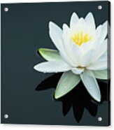 White Water Lily Acrylic Print