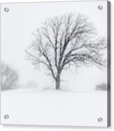 Whiteout - Tree In A Prairie Blizzard Acrylic Print