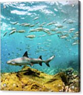 Whitetip Reef Shark And Shoals Of Fish Swimming In Acrylic Print