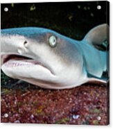 Whitetip Reef Shark Resting On Rocky Ledge, Revillagigedo Acrylic Print