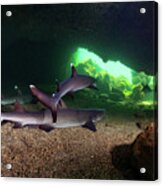 Whitetip Reef Sharks Resting In Lava Tube Cave, El Finado Acrylic Print