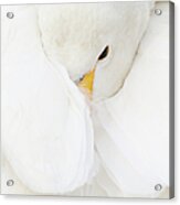 Whooper Swan Wrapped In Wing Acrylic Print