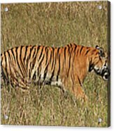 Wild Bengal Tiger, Kanha India Acrylic Print