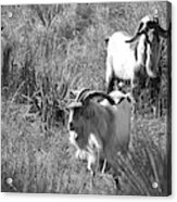 Wild Goats - Lake Mackenzie, Texas Acrylic Print