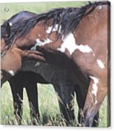 Wild Horses 6 Acrylic Print