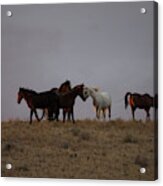 Wild Horses In Ute Country #2 Acrylic Print