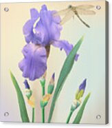 Wild Iris And Dragonfly Acrylic Print