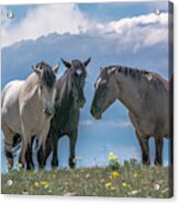 Wild Mustangs Of Montana Acrylic Print