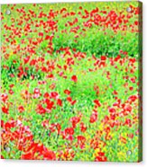 Wild Poppies, Pembrokeshire, Wales Acrylic Print