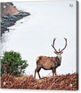 Wild Scottish Stag Acrylic Print