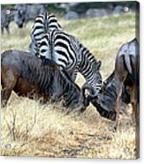 Wildebeests Fighting Acrylic Print