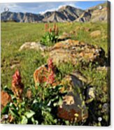 Wildflower Blooms In Book Cliffs Acrylic Print