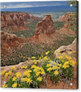 Wildflowers On Rim Of Grand View Point Overlook Acrylic Print