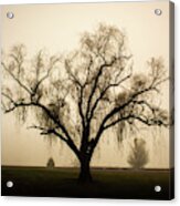 Willow In Fog Acrylic Print