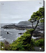 Windswept Spruce Along The Wild Pacific Trail Acrylic Print