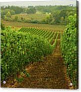 Drink Up The Sights Of This Bucolic Spring Vineyard Acrylic Print