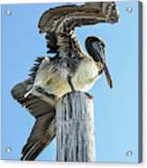 Wings Of A Pelican Acrylic Print