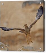 Wings Of An Eagle Acrylic Print